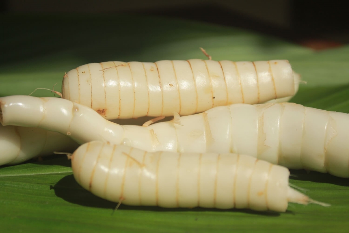 Quà quê rẻ như cho, lại thành đặc sản “hái ra tiền” ở thành phố